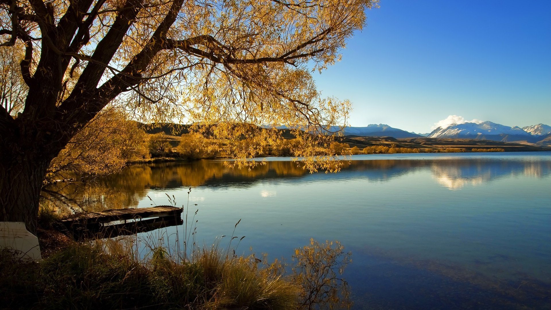 世界短跑起跑技术革新：动作效率提升受关注，世界短跑视频